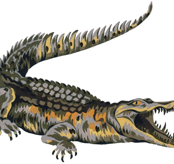 Le crocodile